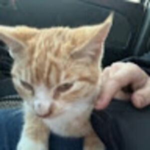 Meet your Posher, Ruby